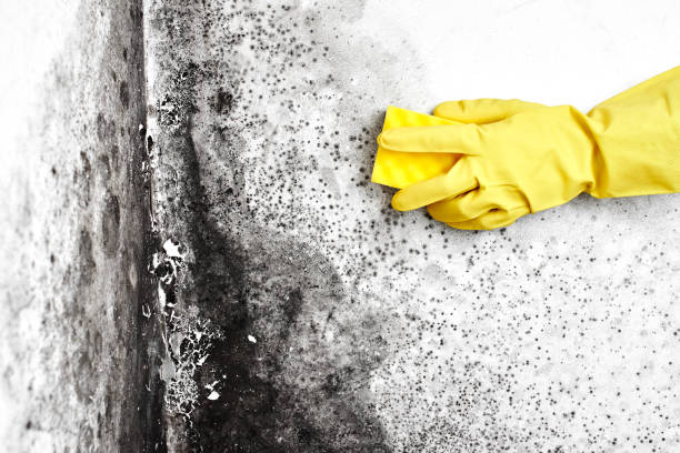 Trusted Rockland, ME Mold Removal Experts