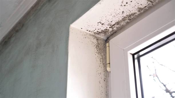 Professional Mold Removal in Rockland, ME