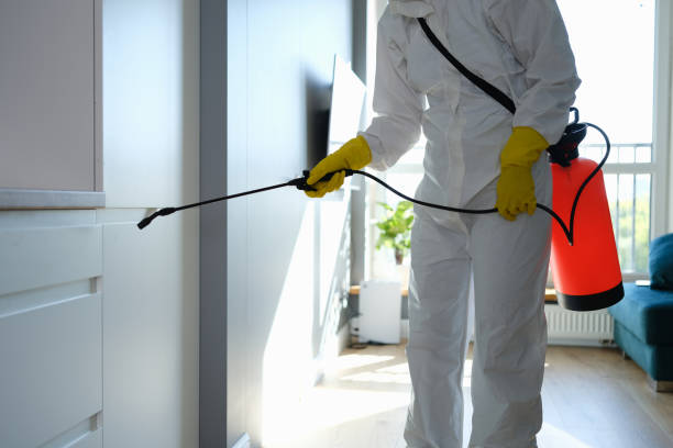 Best Crawl Space Mold Removal  in Rockland, ME
