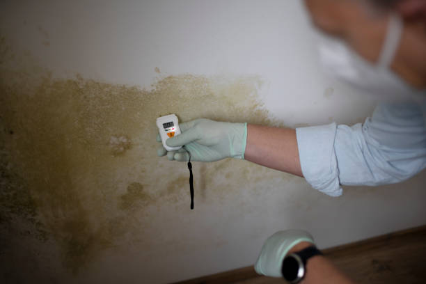 Best Mold Inspection  in Rockland, ME