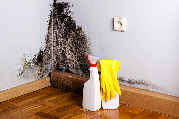 Best Commercial Mold Removal  in Rockland, ME