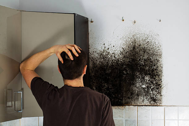 Best Certified Mold Removal  in Rockland, ME