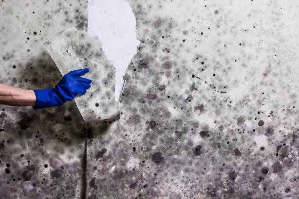 Best Office Mold Removal Services  in Rockland, ME